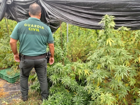Imagen de las plantas de marihuana (GUARDIA CIVIL) Imagen de las plantas de marihuana (GUARDIA CIVIL)