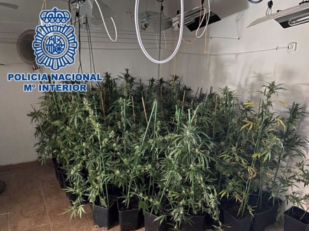 Plantación de marihuana desmantelada en la zona norte (POLICÍA NACIONAL) Plantación de marihuana desmantelada en la zona norte (POLICÍA NACIONAL)