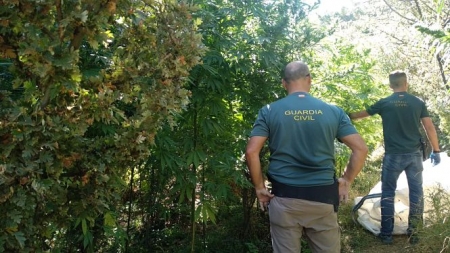 Agentes de la Guardia Civil en una de las plantaciones (GUARDIA CIVIL) Agentes de la Guardia Civil en una de las plantaciones (GUARDIA CIVIL)