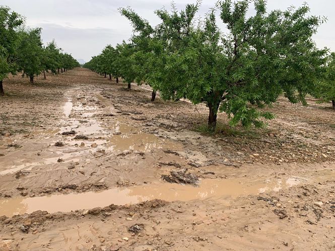 Almendros inundados, en imagen de archivo (UPA) 