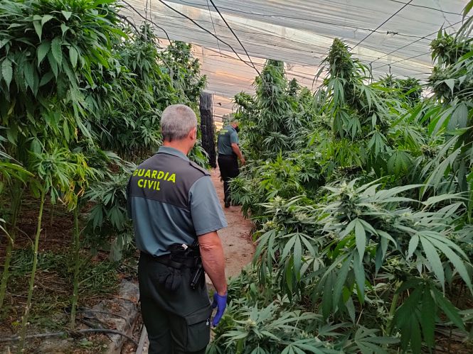 Agente de la Guardia Civil en la plantación (GUARDIA CIVIL) 