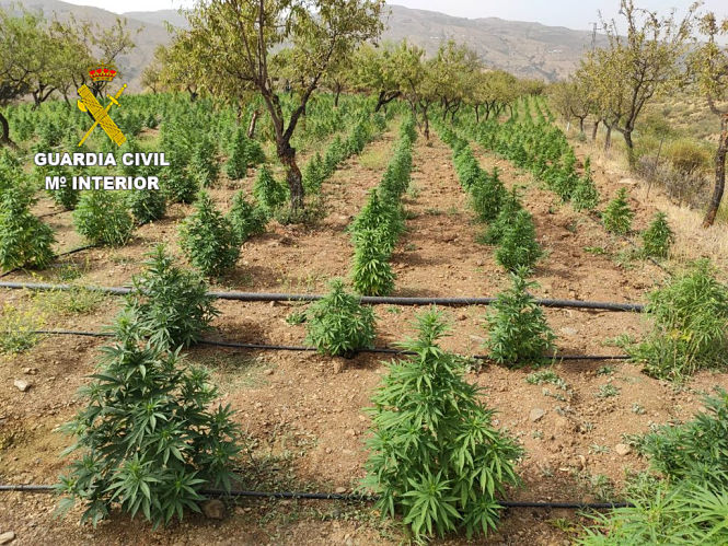 Plantación de cáñamo industrial manipulada y localizada por la Guardia Civil en Soportújar (GUARDIA CIVIL) 
