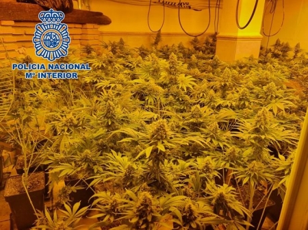 Una de las plantaciones incautadas (POLICIA NACIONAL) Una de las plantaciones incautadas (POLICIA NACIONAL)