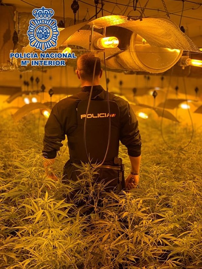 Un agente de la Policía Nacional en una de las plantaciones inacautadas (POLICIA NACIONAL)