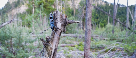Rosalia alpina. Un escarabajo que habita en Europa y cuyas larvas intervienen en la descomposición de la madera (RALF MARTIN)