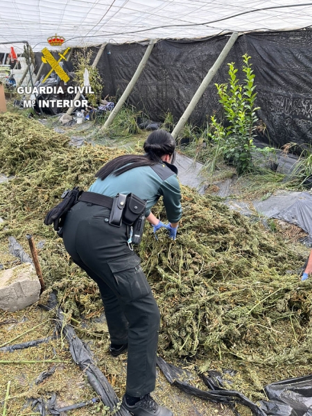 Una agente de la Guardia CIvil en la plantación (GUARDIA CIVIL) Una agente de la Guardia CIvil en la plantación (GUARDIA CIVIL)