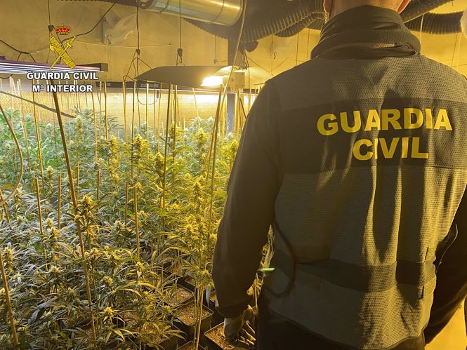 Imagen de archivo de una plantación intervenida (GUARDIA CIVIL) 
