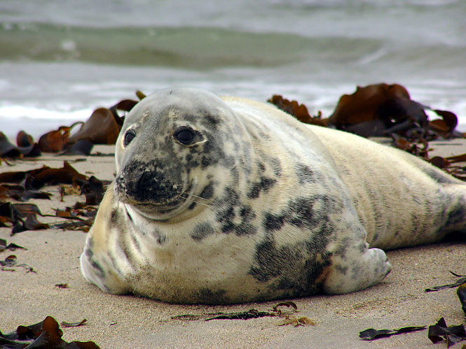 Ejemplar de foca gris (WIKIPEDIA) 