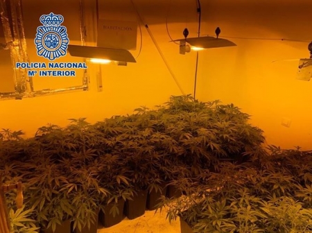 Plantación de marihuana en Rey Badis (POLICÍA NACIONAL) Plantación de marihuana en Rey Badis (POLICÍA NACIONAL)
