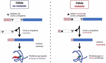 Trabajo para identificar nuevas mutaciones relacionadas con el linfoma claves (UGR) Trabajo para identificar nuevas mutaciones relacionadas con el linfoma claves (UGR)