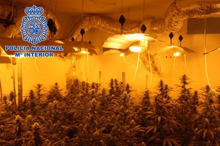 Plantación de marihuana (POLICÍA NACIONAL) Plantación de marihuana (POLICÍA NACIONAL)
