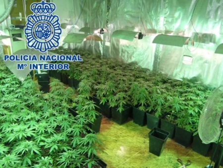 Imagen de una de las plantaciones (POLICÍA ANCIONAL) Imagen de una de las plantaciones (POLICÍA ANCIONAL)