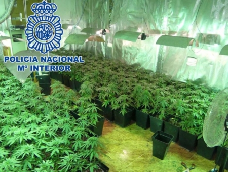 Imagen de una plantación desmantelada en Baza (POLICÍA NACIONAL) Imagen de una plantación desmantelada en Baza (POLICÍA NACIONAL)