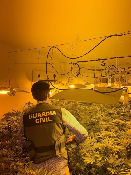 Plantación de marihuana descubierta por la Guardia Civil (GUARDIA CIVIL) Plantación de marihuana descubierta por la Guardia Civil (GUARDIA CIVIL)