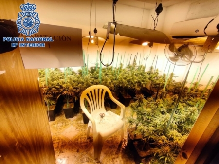 Plantación de marihuana (POLICÍA NACIONAL) Plantación de marihuana (POLICÍA NACIONAL)