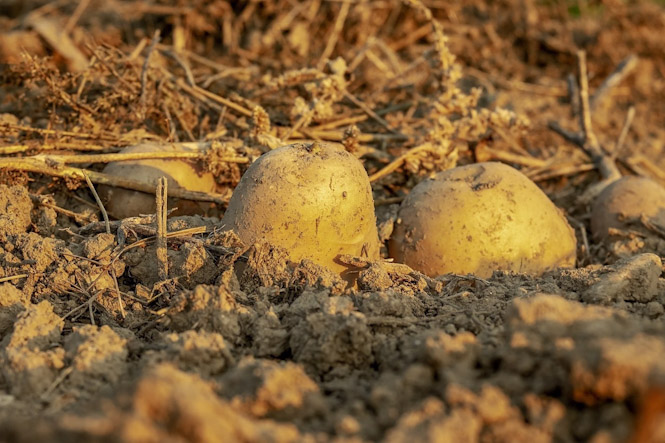 Cultivo de patata, en imagen de archivo (UNIÓN DE UNIONES DE AGRICULTORES Y GANADEROS)
