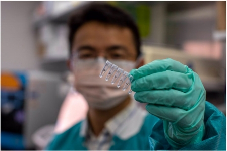 Muestras preparadas con el agente quelante que preserva el ARN del SARS-CoV-2 para su detección por PCR (DUSTIN HAYS, NATIONAL EYE INSTITUTE) Muestras preparadas con el agente quelante que preserva el ARN del SARS-CoV-2 para su detección por PCR (DUSTIN HAYS, NATIONAL EYE INSTITUTE)