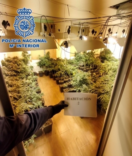 ÑImagen de una plantación (POLICIA NACIONAL/ARCHIVO) 