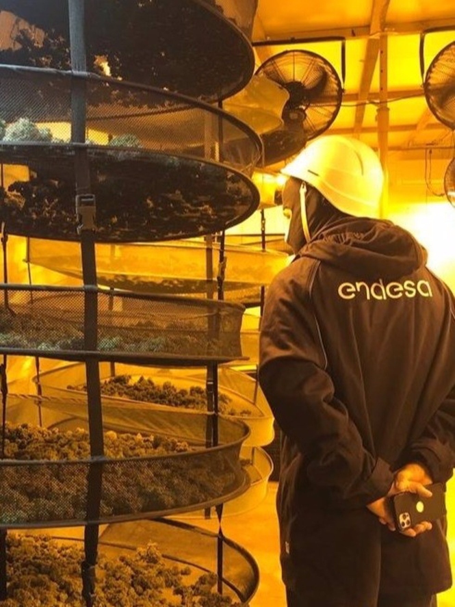 Técnico de Endesa junto a una plantación con enganche ilegal a la luz (ENDESA)