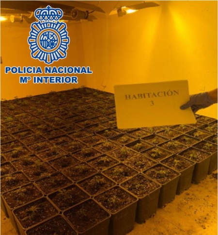 Imagen de una de las plantaciones incautadas (POLICÍA NACIONAL) 