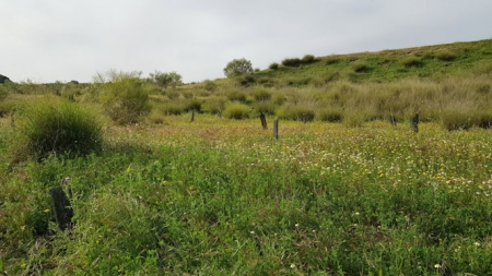 Finca donde se realizará la plantación de árboles (FUNDACIÓN CAJA RURAL) Finca donde se realizará la plantación de árboles (FUNDACIÓN CAJA RURAL)