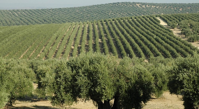 Campo de olivos (FAECA) 
