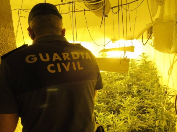 Plantación de marihuana intervenida por la Guardia Civil (GUARDIA CIVIL) Plantación de marihuana intervenida por la Guardia Civil (GUARDIA CIVIL)