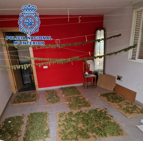 Plantación de marihuana en Motril (POLICÍA NACIONAL) Plantación de marihuana en Motril (POLICÍA NACIONAL)