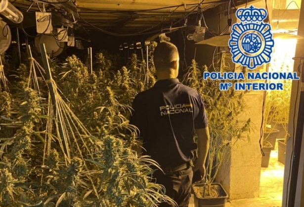 Plantación de marihuana intervenida por la Policia Nacional (POLICIA ANCIONAL) Plantación de marihuana intervenida por la Policia Nacional (POLICIA ANCIONAL)