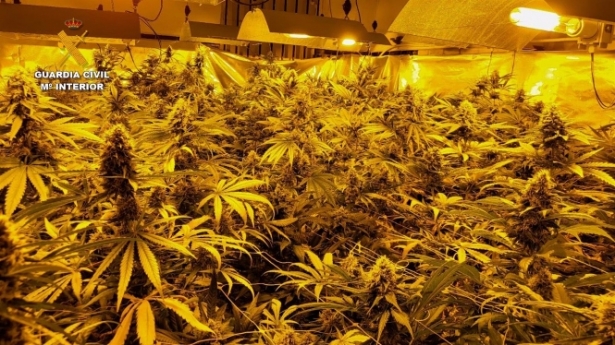 Imagen de archivo de un centro de producción de marihuana (GUARDIA CIVIL) Imagen de archivo de un centro de producción de marihuana (GUARDIA CIVIL)