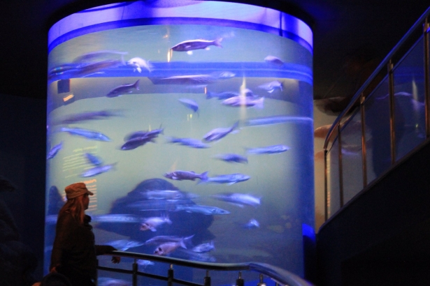 Pecera cilíndrica del Acuario (AYUNTAMIENTO) Pecera cilíndrica del Acuario (AYUNTAMIENTO)