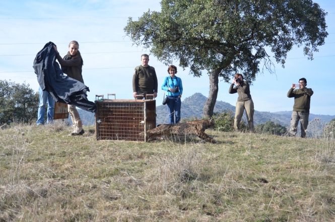 Liberación al medio natural de un ejemplar de lince ibérico, en imagen de archivo (UCO) 