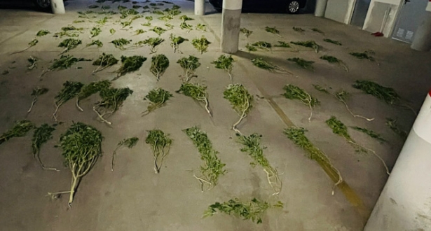 Imagen de las plantas incautadas (AYUNTAMIENTO DE ARMILA)
