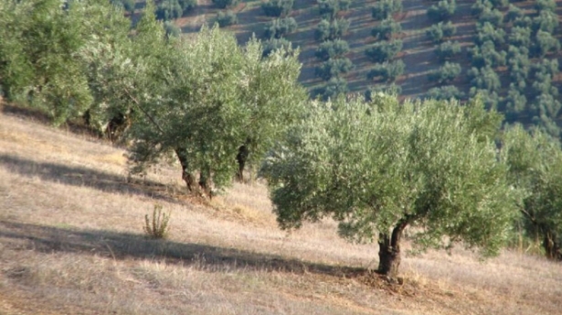 Imagen de recurso de un olivar (FAECA)