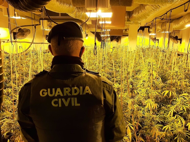 Marihuana incautada en una operación en el área metropolitana de Granada, en imagen de archivo (GUARDIA CIVIL) 