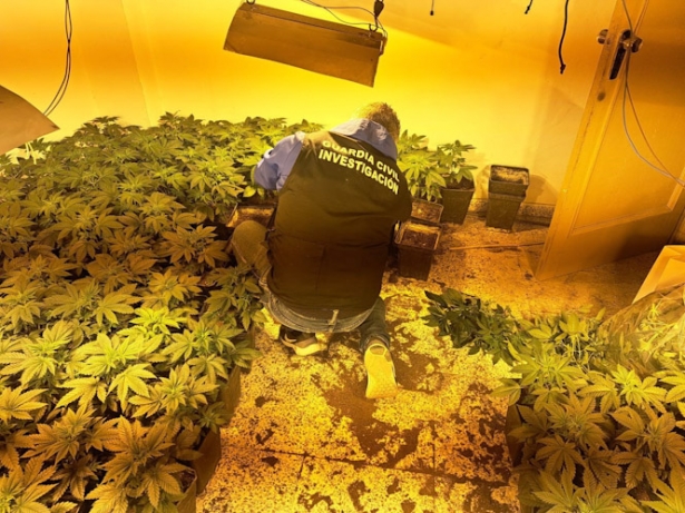 Plantas de cannabis sativa incautadas en Pinos Puente (GUARDIA CIVIL)