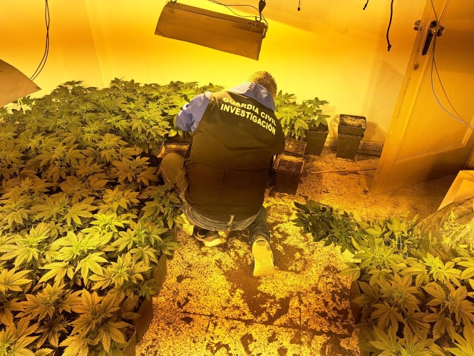 Plantas de cannabis sativa incautadas en imagen de archivo (GUARDIA CIVIL)