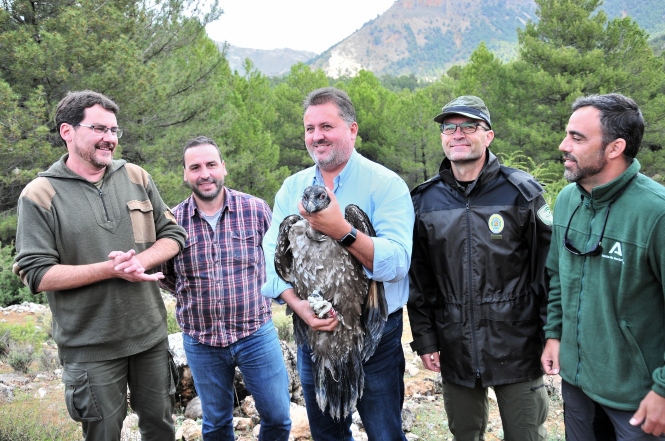 Suelta de los pollos de quebrantahuesos (JUNTA)