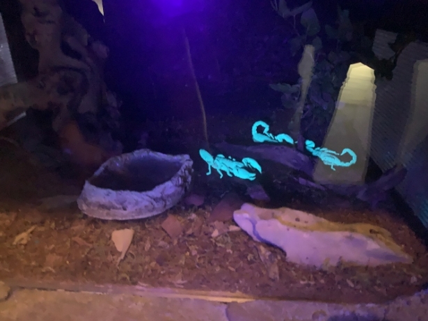 Fluorescencia del escorpión bajo los efectos de la luz negra (PARQUE DE LAS CIENCIAS) Fluorescencia del escorpión bajo los efectos de la luz negra (PARQUE DE LAS CIENCIAS)