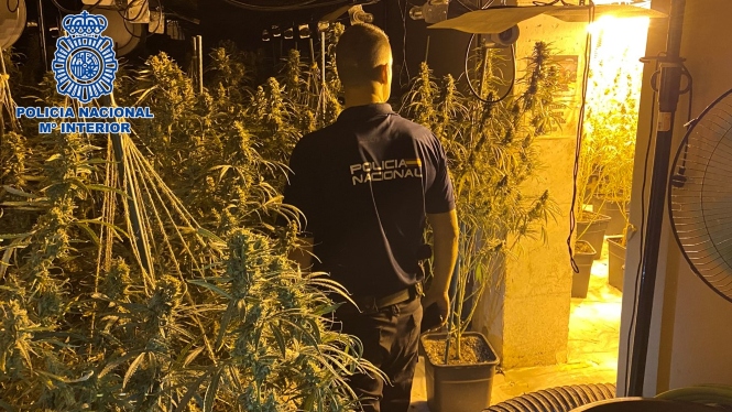 Plantación de marihuana incautada (POLICIA NACIONAL)
