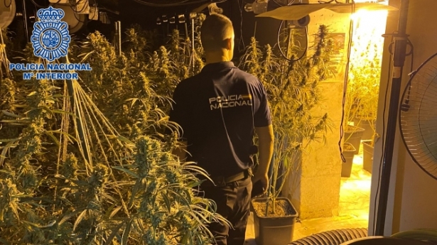 Plantación de marihuana incautada (POLICIA NACIONAL)