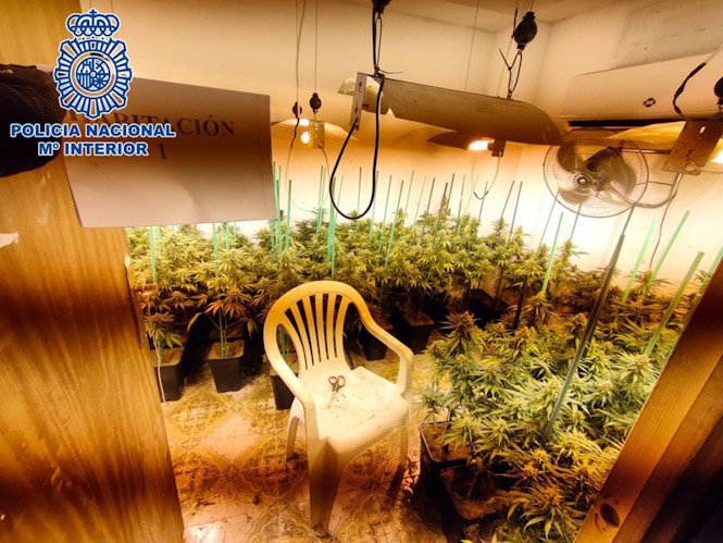 Plantación de marihuana en la zona norte de la capital granadina, en imagen de archivo (POLICÍA NACIONAL)