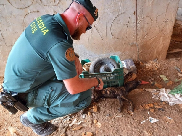 Agente de la Guardia Civil junto a uno de los perros (GUARDIA CIVIL) Agente de la Guardia Civil junto a uno de los perros (GUARDIA CIVIL)