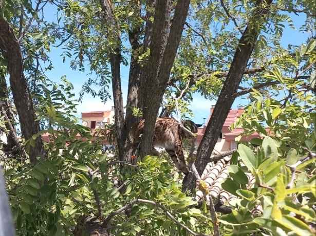 Sotillo subido a un árbol en Úbeda (JUNTA) 