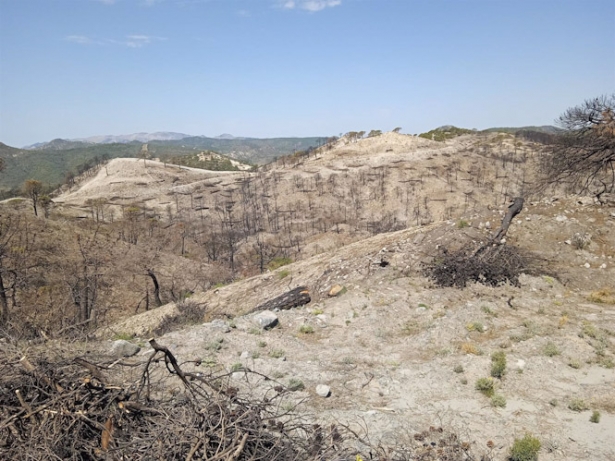 Sierra Los Guájares despues de incendio, en imagen de archivo (PLATAFORMA POR EL MONTE ANDALUZ) Sierra Los Guájares despues de incendio, en imagen de archivo (PLATAFORMA POR EL MONTE ANDALUZ)