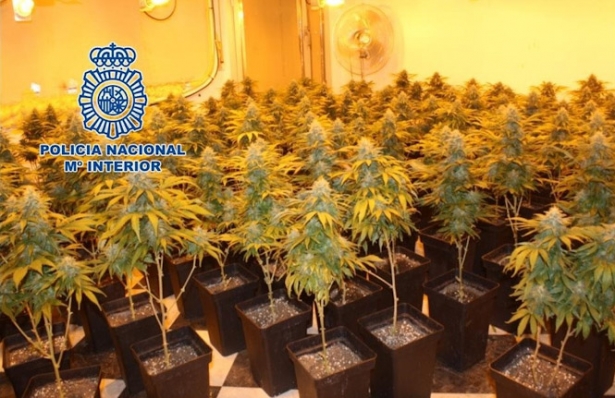 Plantación de marihuana (POLICÍA NACIONAL) Plantación de marihuana (POLICÍA NACIONAL)