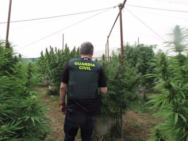 Plantación de marihuana desmantelada por la Guardia Civil. (GUARDIA CIVIL) Plantación de marihuana desmantelada por la Guardia Civil. (GUARDIA CIVIL)
