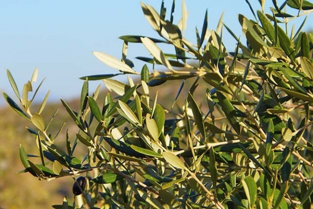 Hojas de olivo (FAECA) Hojas de olivo (FAECA)