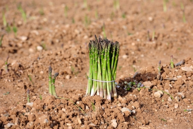 Espárrago Verde (FAECA)