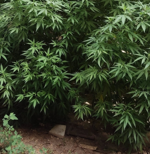 Plantación de marihuana en imagen de archivo (GUARDIA CIVIL)